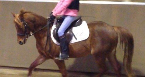 DSP Toftegårdens Belucca billede 14