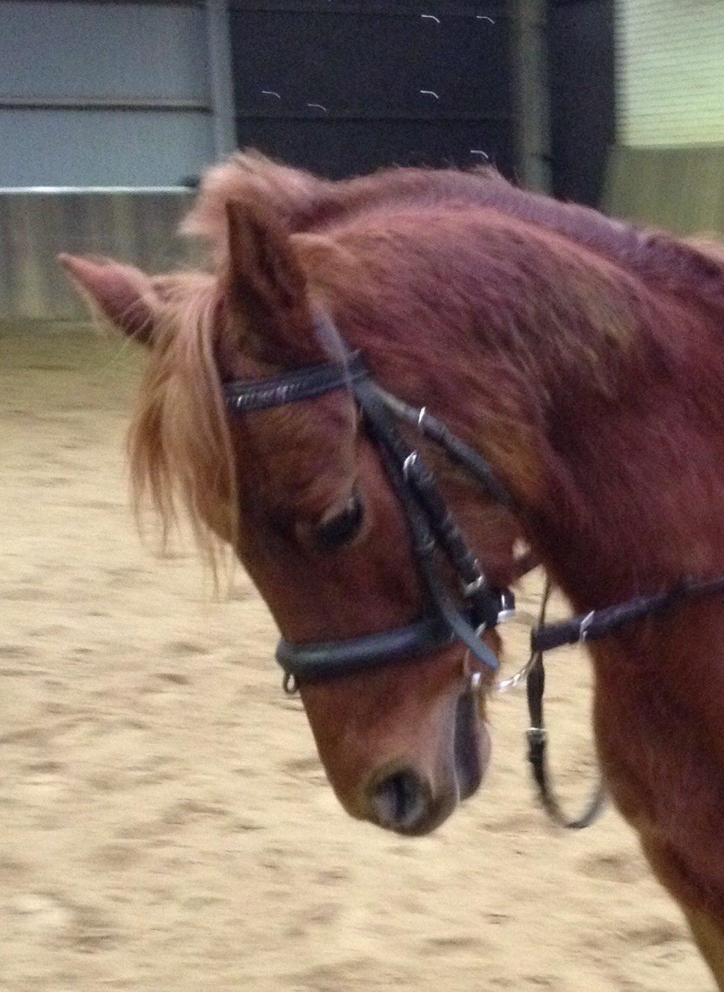 DSP Toftegårdens Belucca billede 15