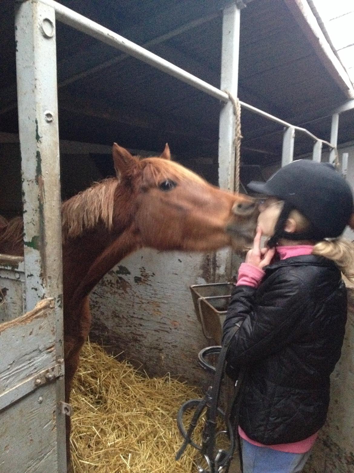 DSP Toftegårdens Belucca billede 16