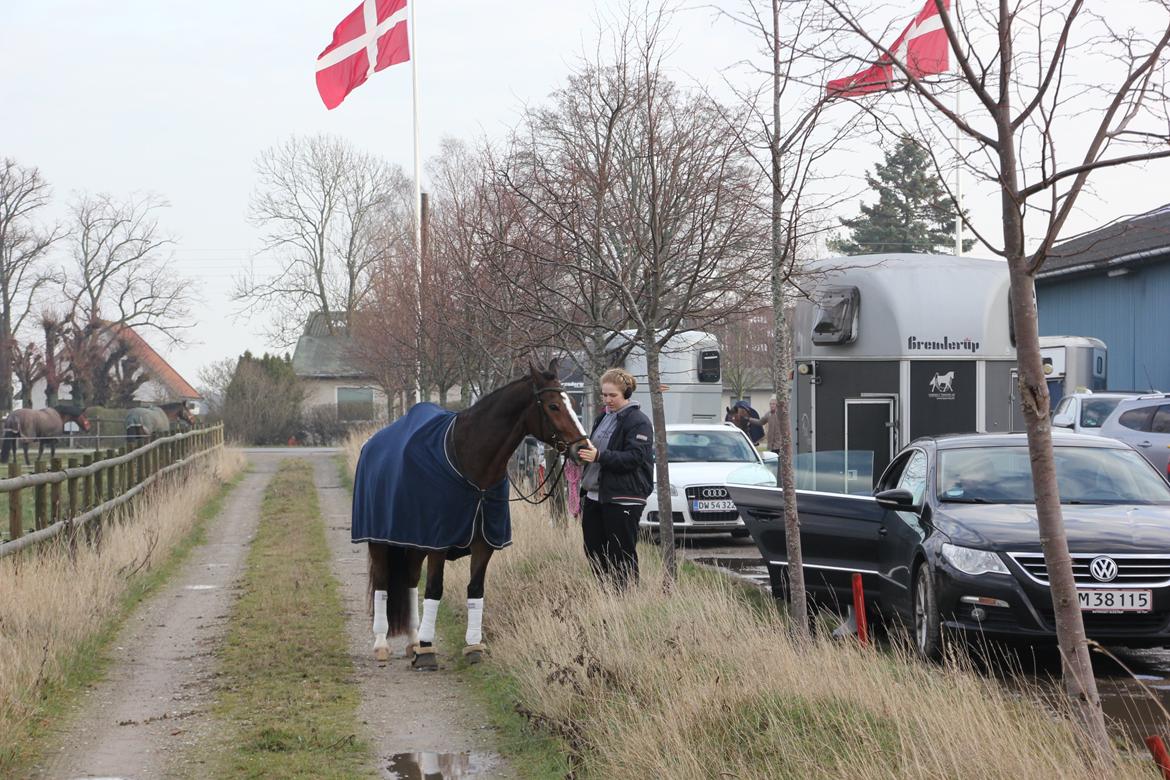 Oldenborg Højbodals Malix billede 10