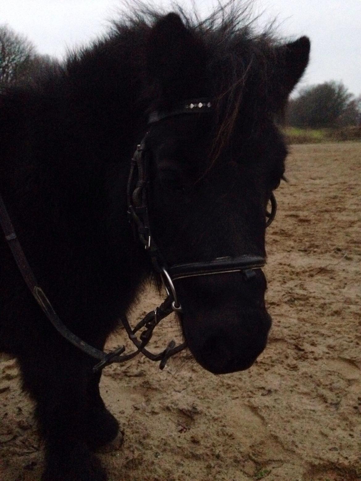 Shetlænder Rikke  billede 22