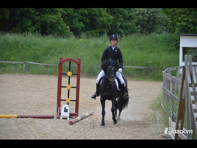 Tysk Sportspony Naranjo [Har redet] billede 3