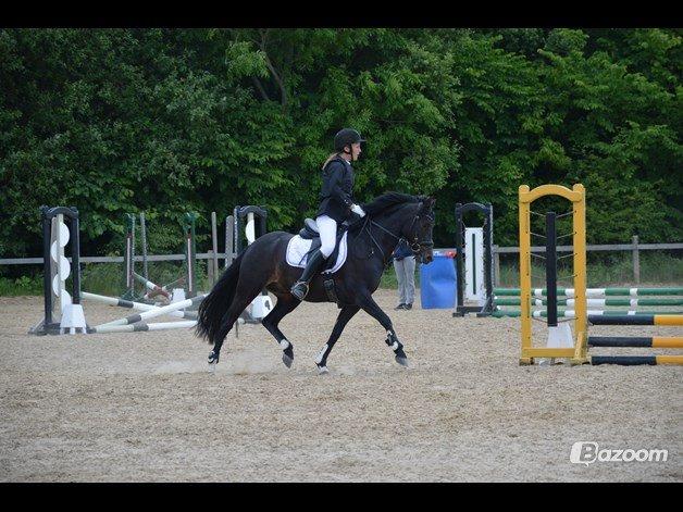 Tysk Sportspony Naranjo [Har redet] billede 5