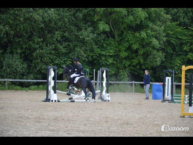 Tysk Sportspony Naranjo [Har redet] billede 6