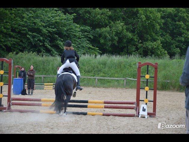 Tysk Sportspony Naranjo [Har redet] billede 7