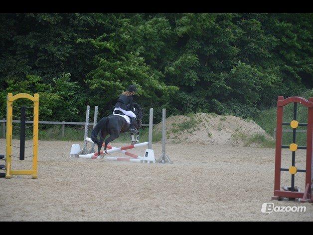 Tysk Sportspony Naranjo [Har redet] billede 9