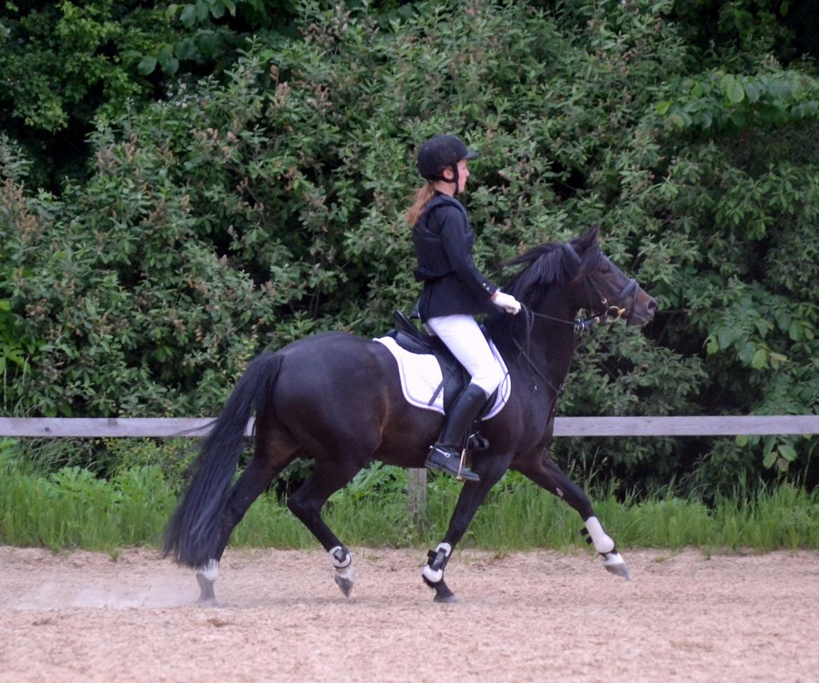 Tysk Sportspony Naranjo [Har redet] billede 2