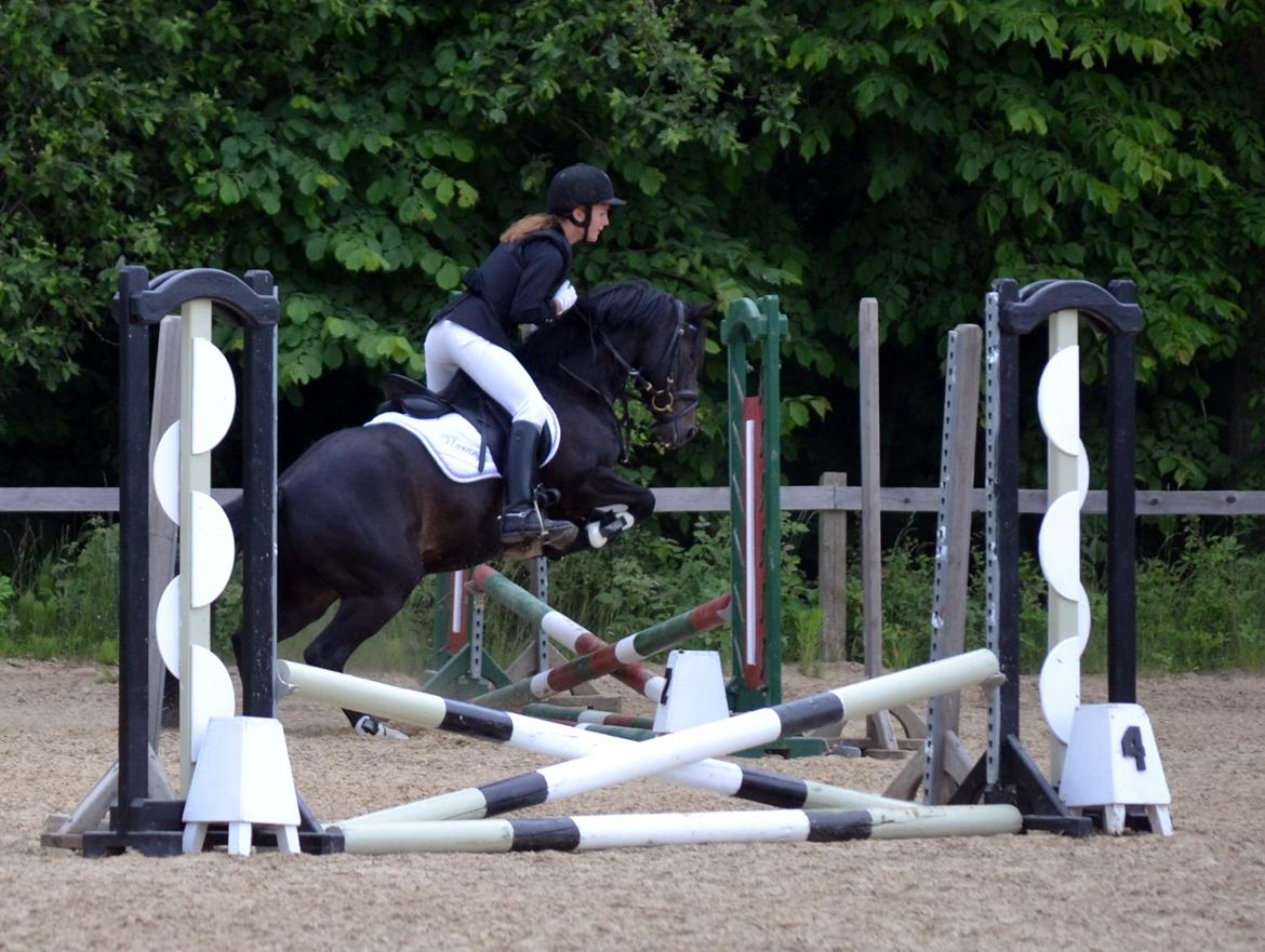 Tysk Sportspony Naranjo [Har redet] billede 12