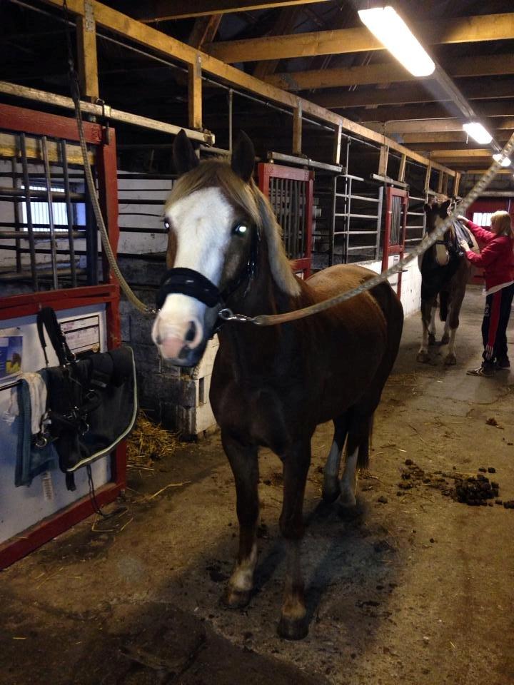 Anden særlig race Lac Lemon Lakriz ( soulmate) - Velkommen til verdens bedste Lakriz <3 billede 19