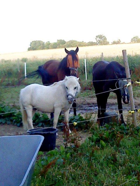 Traver Keystone L - Tambi ( sort ), Prins Kaj ( hvid ) og Keystone. <3  billede 1