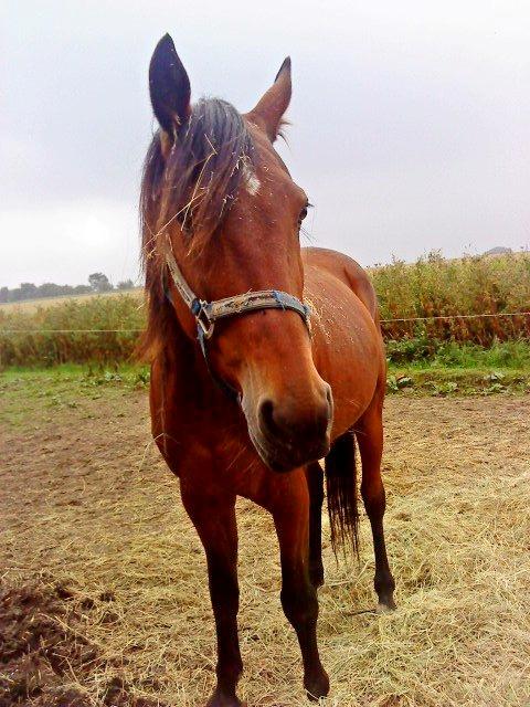 Traver Keystone L billede 2