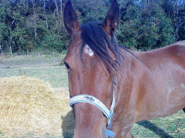 Traver Keystone L billede 5