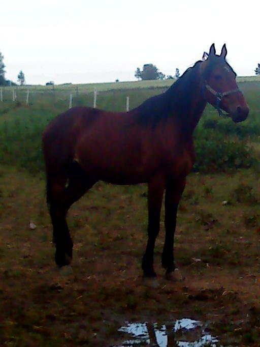 Traver Keystone L billede 6