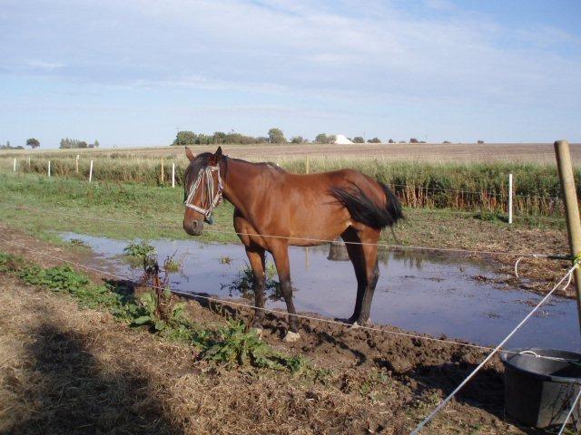 Traver Keystone L billede 7