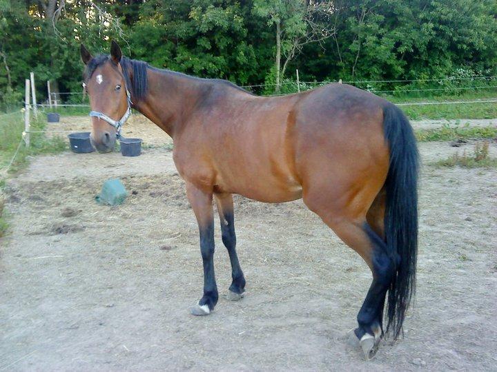 Traver Keystone L billede 8