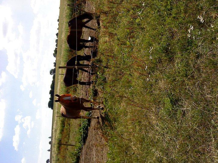 Traver Keystone L billede 11