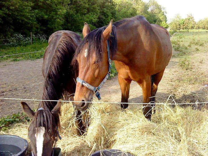 Traver Keystone L - Keystone og Tambi spiser hø..:) billede 12