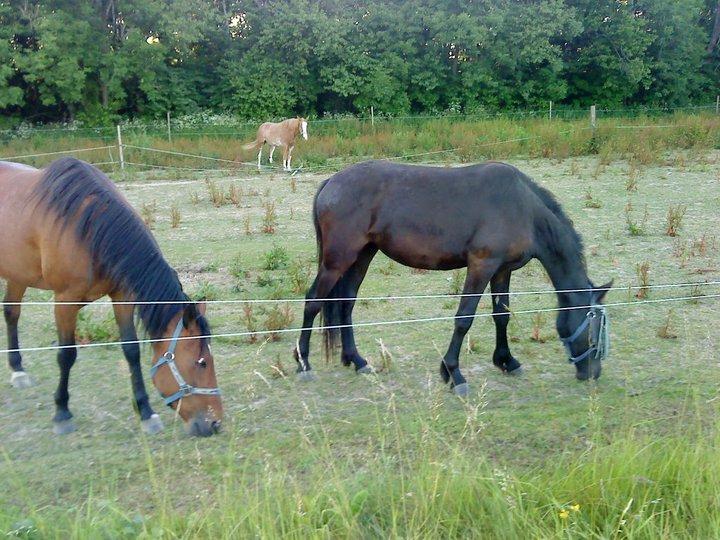 Traver Keystone L - Sidste sommer sammen.  billede 14