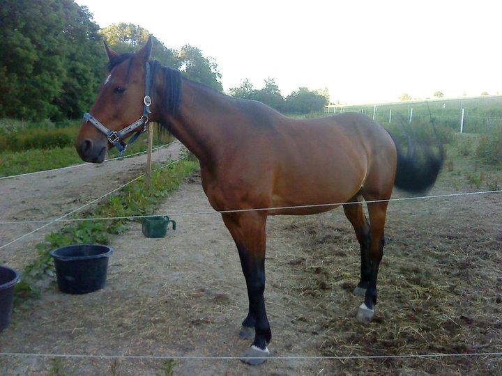 Traver Keystone L billede 15