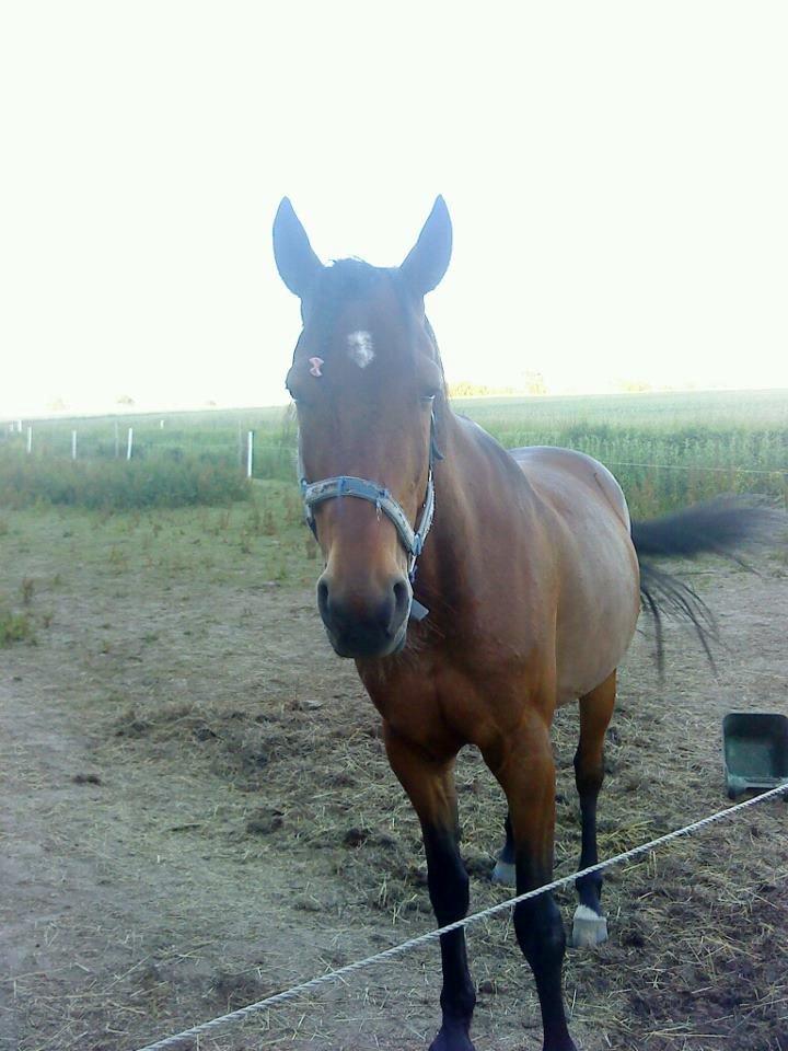 Traver Keystone L billede 17