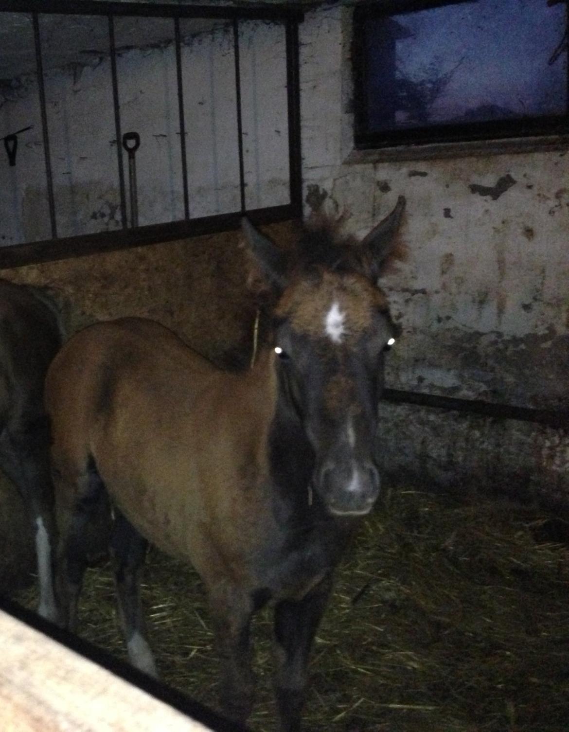 DSP Antos La Diva "Solgt" billede 5