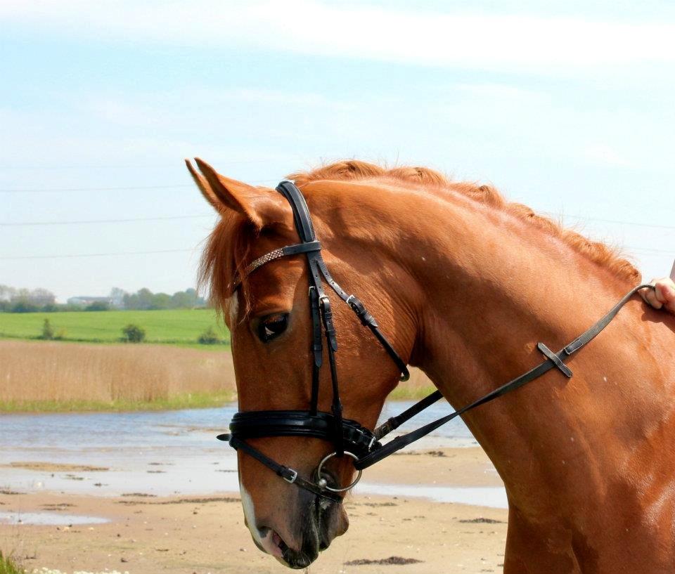 Welsh Pony (sec B) Konijenpad Rambo B-PONY billede 11