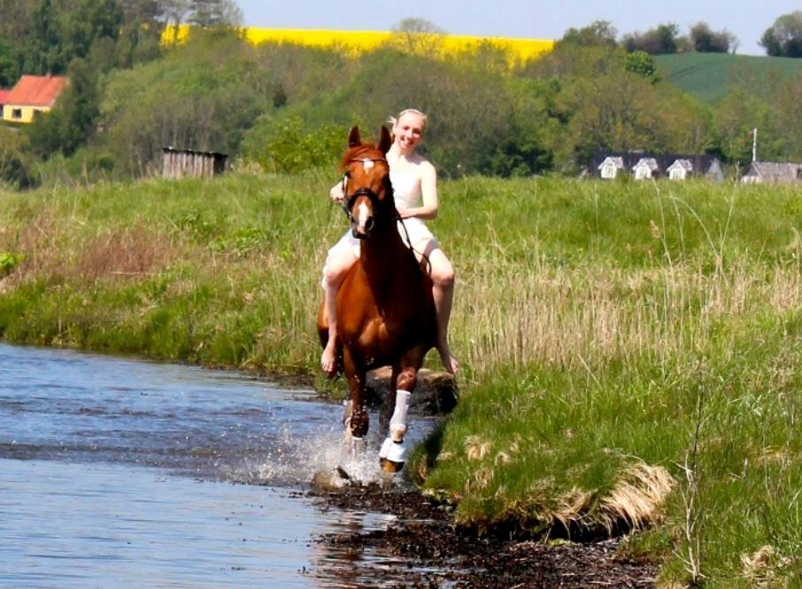 Welsh Pony (sec B) Konijenpad Rambo B-PONY billede 12
