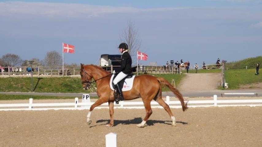 Welsh Pony (sec B) Konijenpad Rambo B-PONY - landsstævne i Middelfart 2013. PRI til 65% billede 13