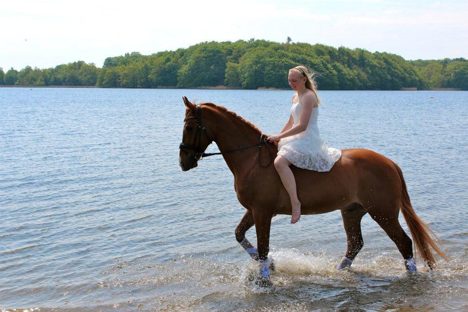 Welsh Pony (sec B) Konijenpad Rambo B-PONY billede 9