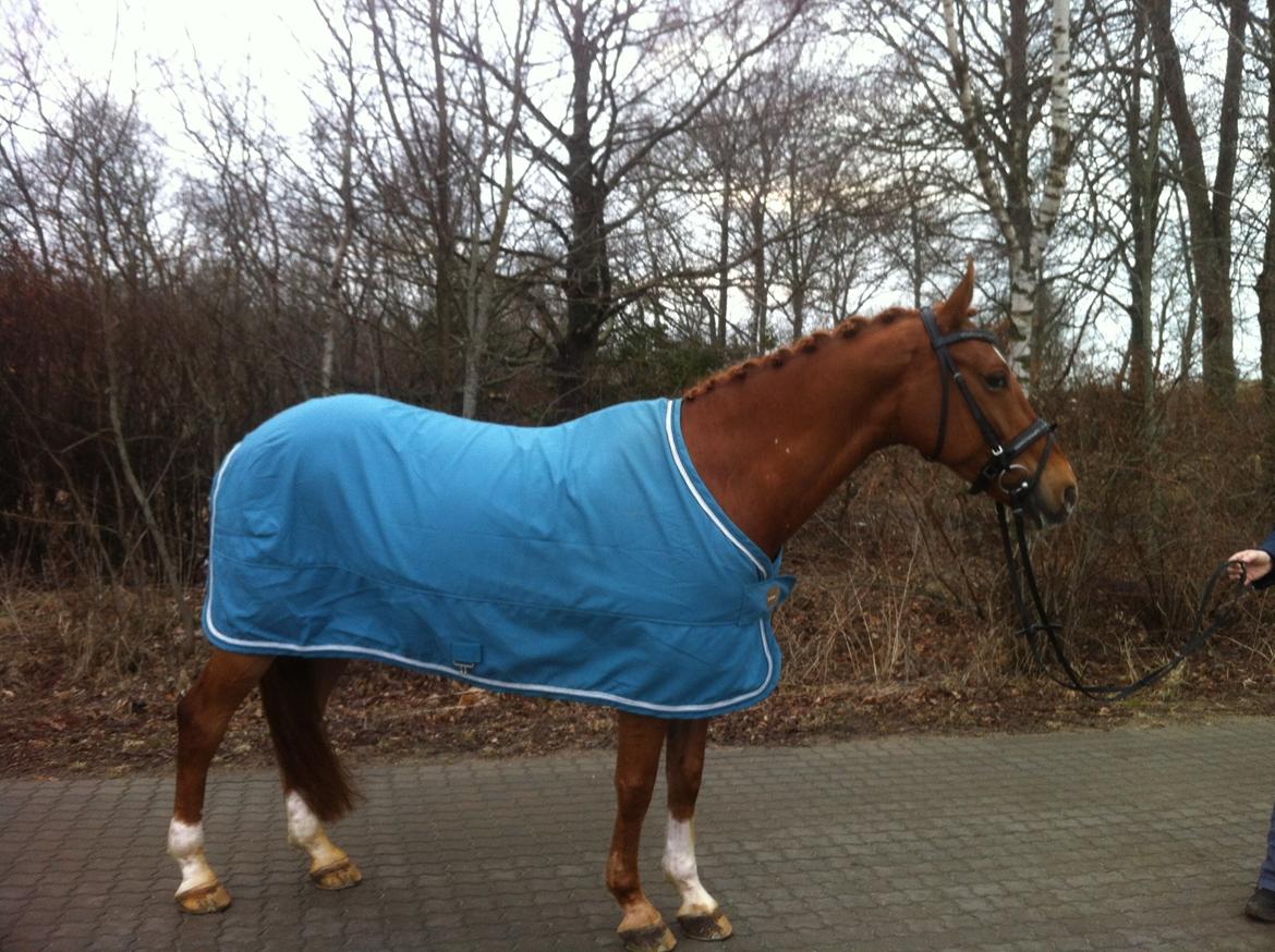 Welsh Pony (sec B) Konijenpad Rambo B-PONY - stjerne pony, efter 2 dage i billund med hhv 67 og 69% i PRI ! STJERNE<3 billede 16