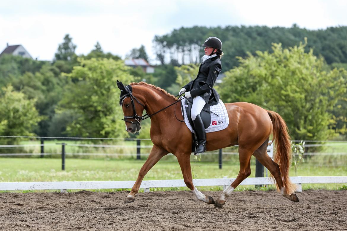 Welsh Pony (sec B) Konijenpad Rambo B-PONY - Skønne pony til stævne i Langå sommeren 2013  billede 4