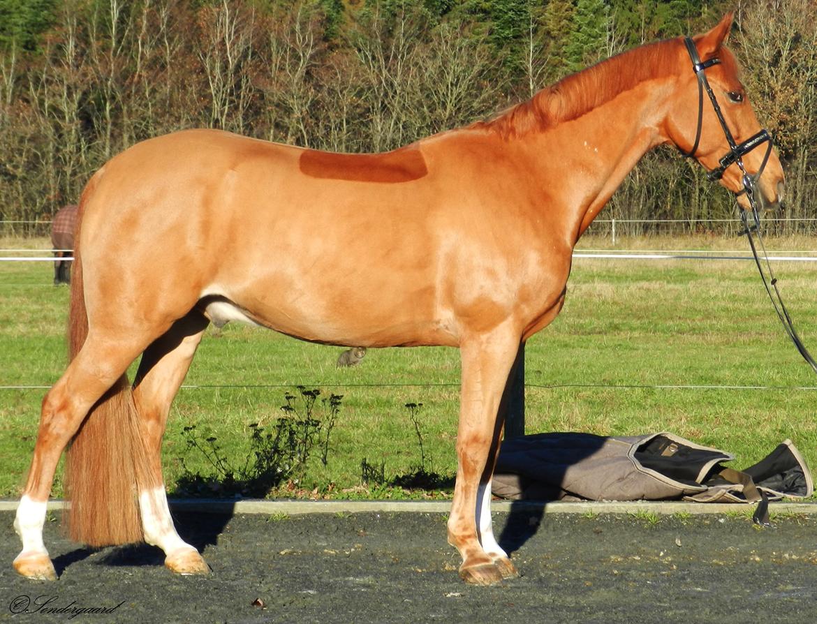 Welsh Pony (sec B) Konijenpad Rambo B-PONY billede 2