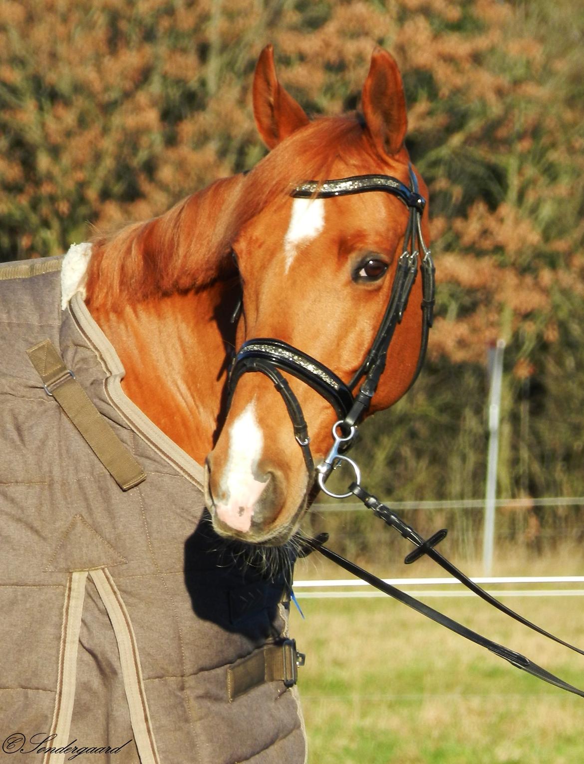 Welsh Pony (sec B) Konijenpad Rambo B-PONY - Velkommen til Rambos profil. Håber i giver en bedømmelse og evt en kommentar inden i smutter! :-D billede 1