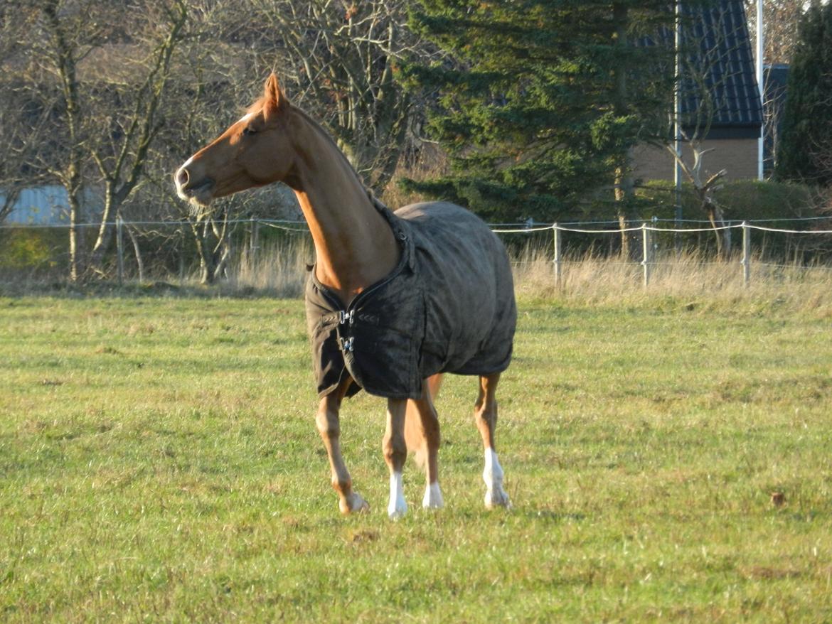Welsh Pony (sec B) Konijenpad Rambo B-PONY - Jordens skønneste pony nyder at være foldbums! - november 2013 billede 17