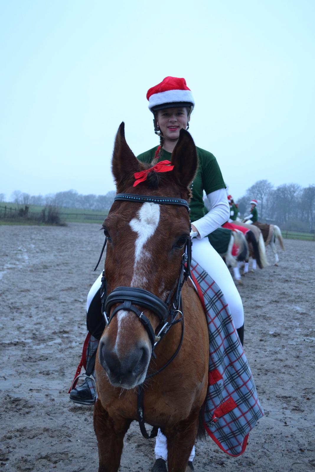 Anden særlig race Dinar - Julekvadrille 2013 billede 18