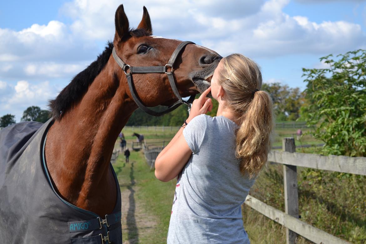 Anden særlig race Dinar - Jep, min hest er kødændende ;) billede 19