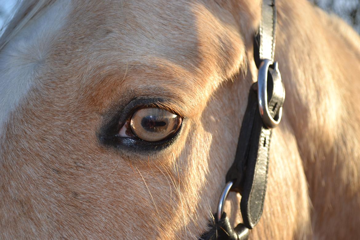 Anden særlig race GOLDEN DANCER (Lille Mus) - Hendes specielle øje <3 billede 7