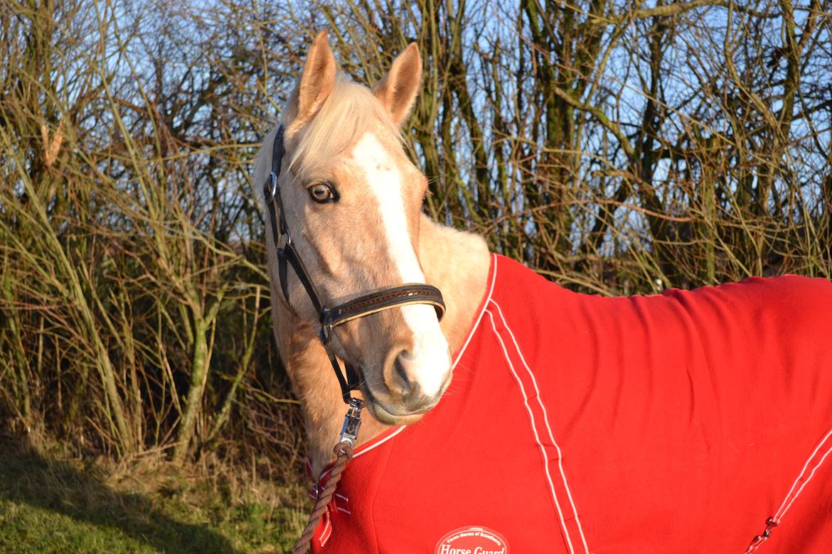 Anden særlig race GOLDEN DANCER (Lille Mus) billede 6