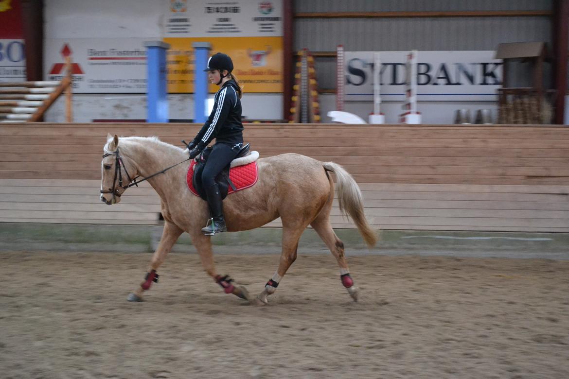 Anden særlig race GOLDEN DANCER (Lille Mus) billede 16