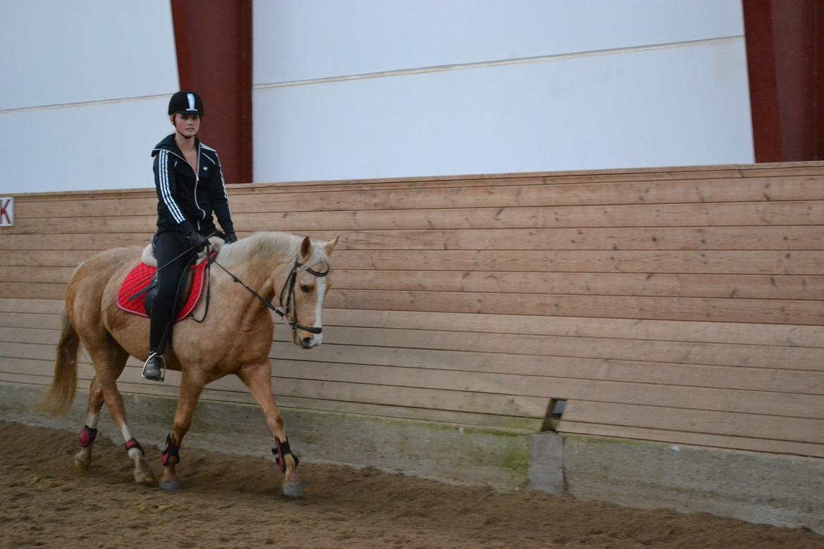 Anden særlig race GOLDEN DANCER (Lille Mus) billede 17