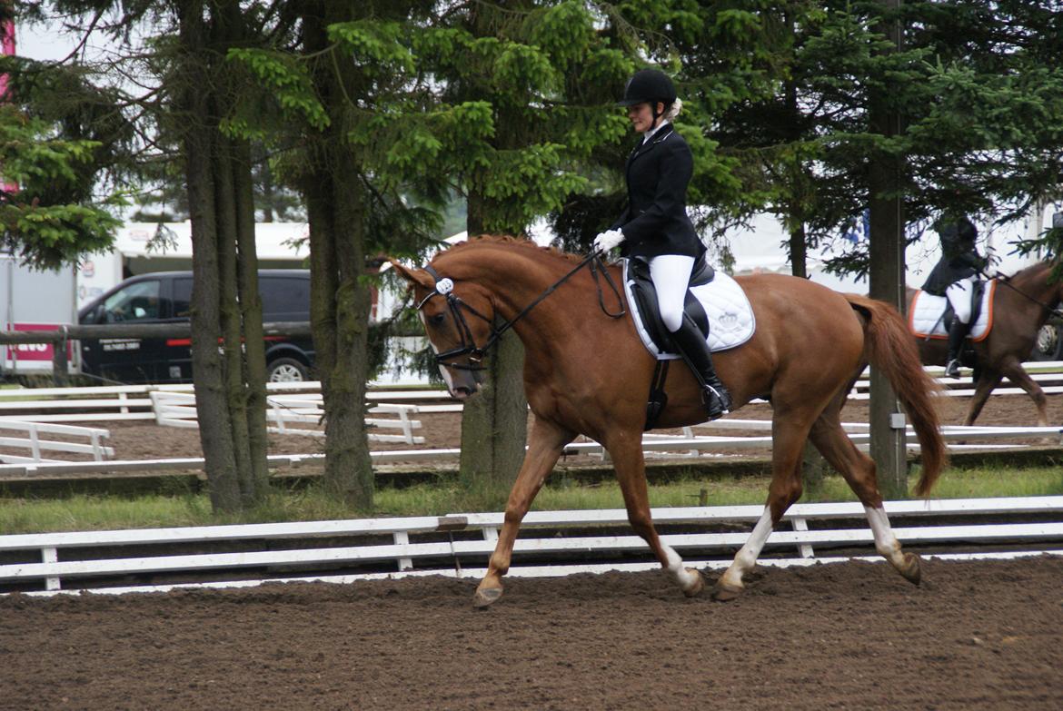 Anden særlig race Charlatan <3 - 4 års championat i Holstebro 2013. :-) billede 17