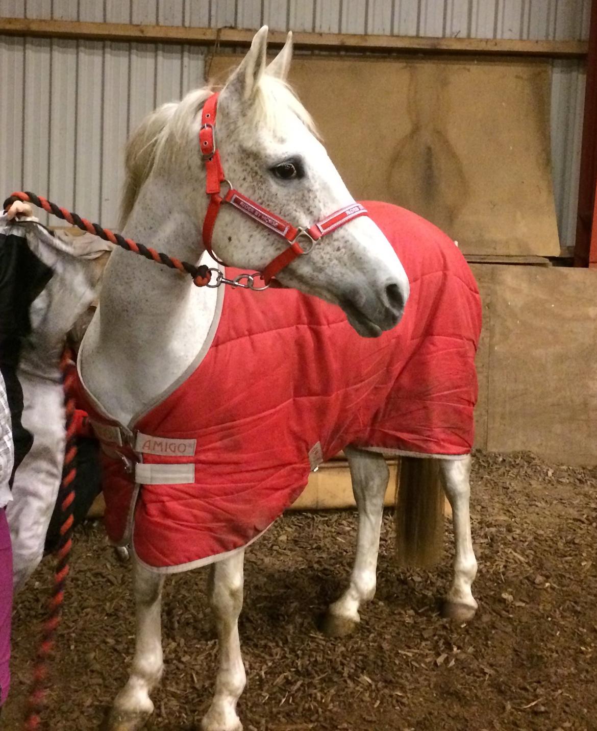 Anden særlig race Gadehøjs Caridee Himmelhest billede 6