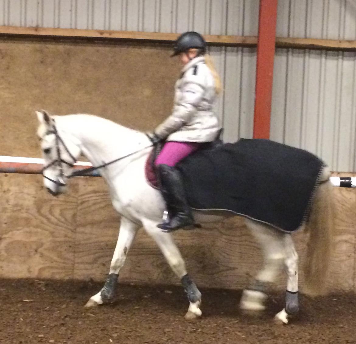 Anden særlig race Gadehøjs Caridee Himmelhest billede 7