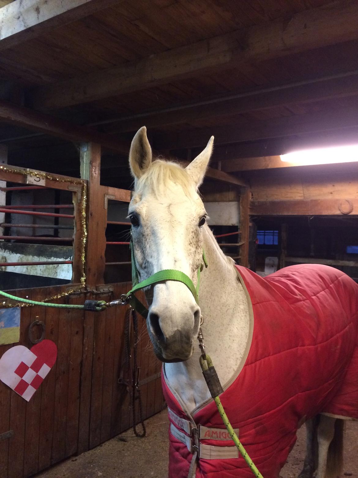 Anden særlig race Gadehøjs Caridee Himmelhest billede 9