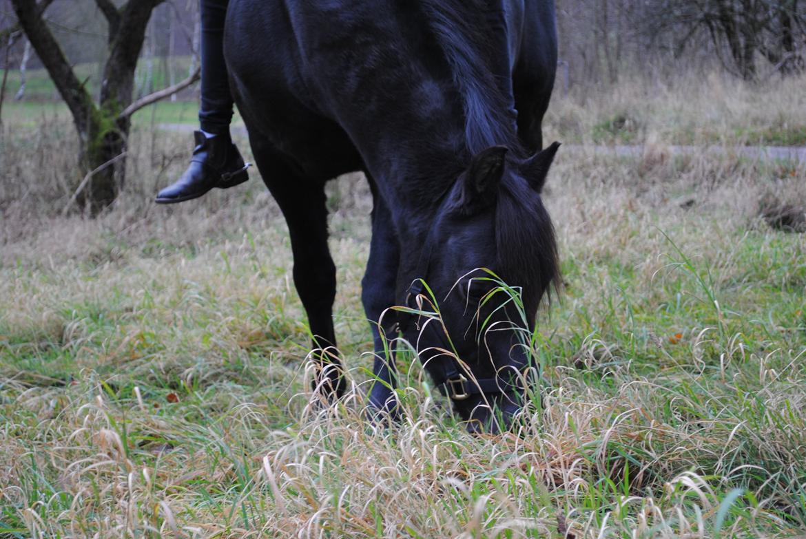 New Forest Gay Count Zidan - vores sidste dag sammen:'( overskred mange grænser lige til sidste dag, for han er den eneste hest jeg har stolet så meget på:( billede 3