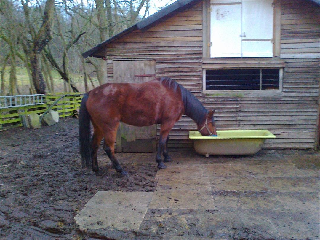 Traver Magic one - Som altid mudret -.-' billede 7