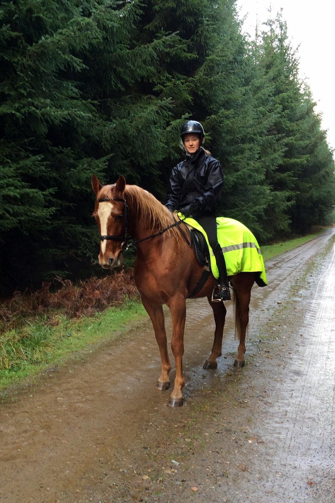 Anden særlig race Red Knight - Frijsenborgskoven d. 15/12-2013 billede 19