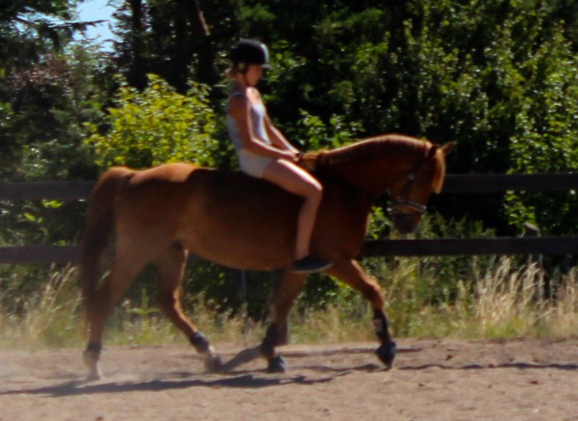 Tysk Sportspony Bacardi billede 15