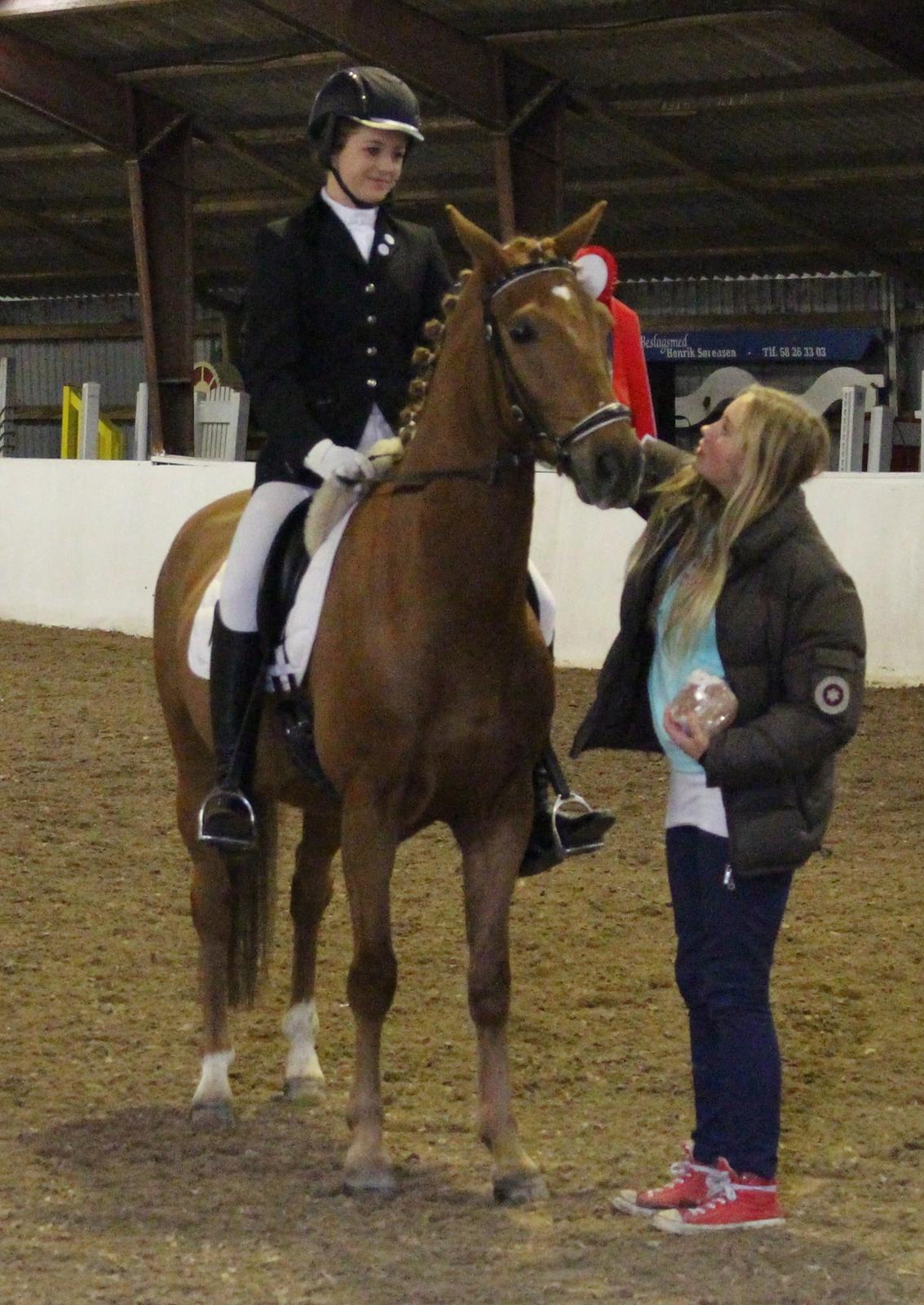 Tysk Sportspony Bacardi billede 17