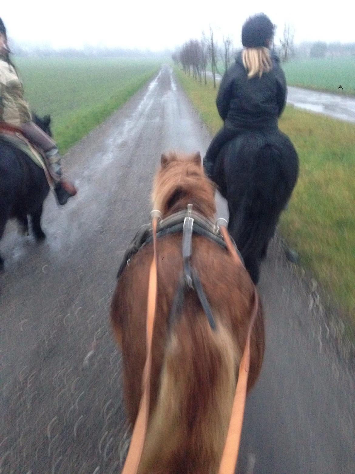 Shetlænder Totte billede 25